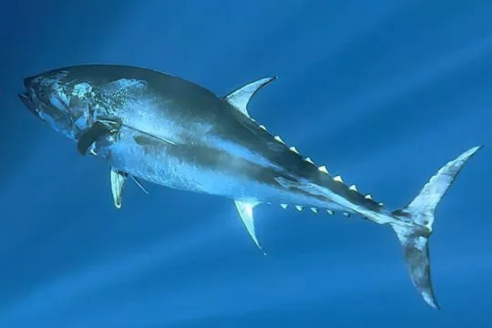 'Tuna King' Kiyoshi Kimura Smashes Record with $3.2 Million Bluefin Purchase at Tokyo's New Year Auction