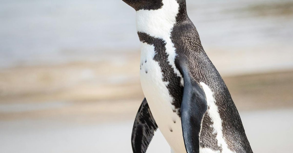 H5N1 Bird Flu Causes First Confirmed Wildlife Die-Off in Antarctica